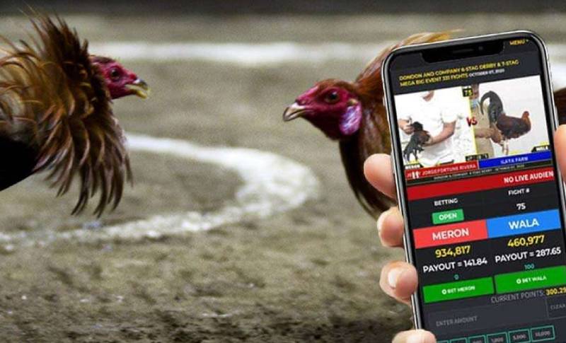 Chơi Đá Gà Online Có Cần Kỹ Năng Không? Bí Quyết Từ Người Mê Gà 4 Có kỹ năng, bạn biến may rủi thành lợi thế