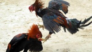 Lịch Sử Và Nguồn Gốc Của Trò Chơi Đá Gà - Thú Vui Dân Gian