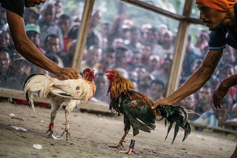 Đá Gà Thomo Campuchia – Sân Chơi Huyền Thoại Của Dân Mê Gà Chọi 3 Sức hút của đá gà Thomo